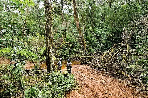 A cold, damp morning found our group of five at the beginning of the trekking route, in an open clearing under the rainforest canopy