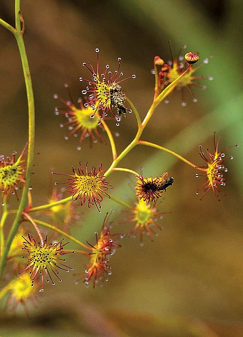 Drosera, the carnivorous plant