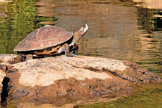 A basking tortoise along the river is a common sight in Satkosia 