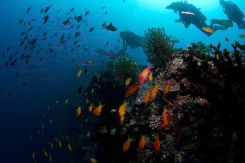 Take to the depths of the ocean