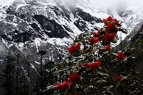 Rhododendrons are not just beautiful but also a rich source of nutrients