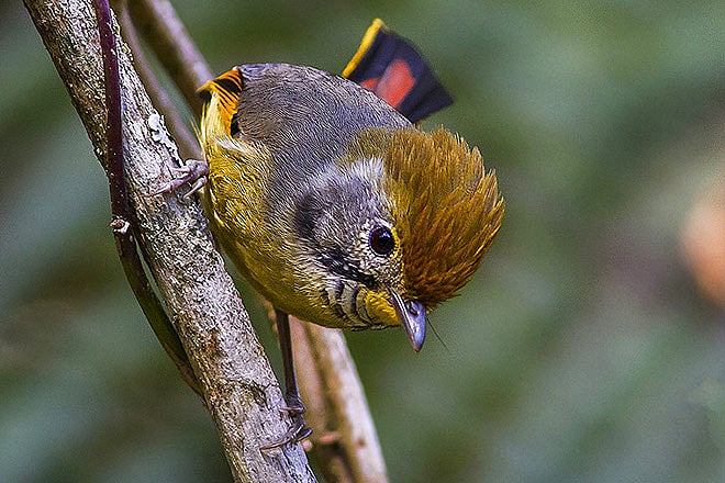 Birds of a wide variety are found in all the nature reserves in Sikkim