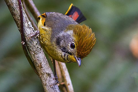 Birds of a wide variety are found in all the nature reserves in Sikkim