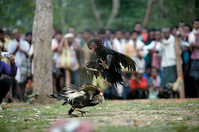 Witness a cock fight when in Bastar