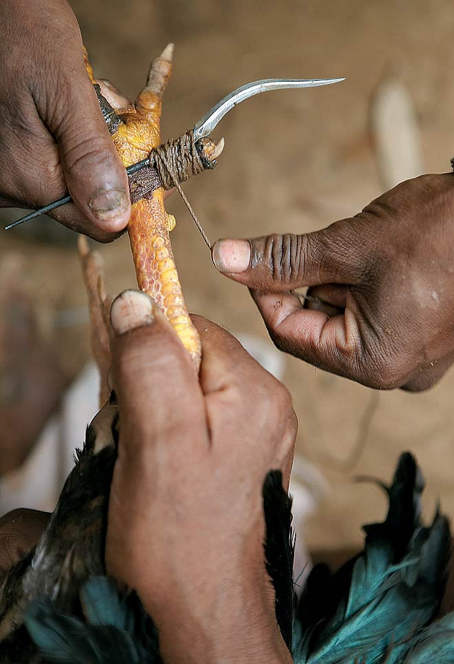 Tiny knives are tied to the foot of the rooster