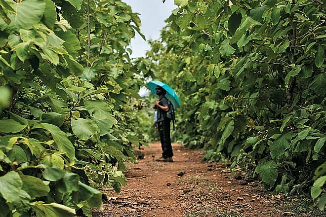 Clouds skittered overhead, driven by the famous Malwa winds (the morning breeze is called the karaman, and the evening wind the shab-e-malwa)