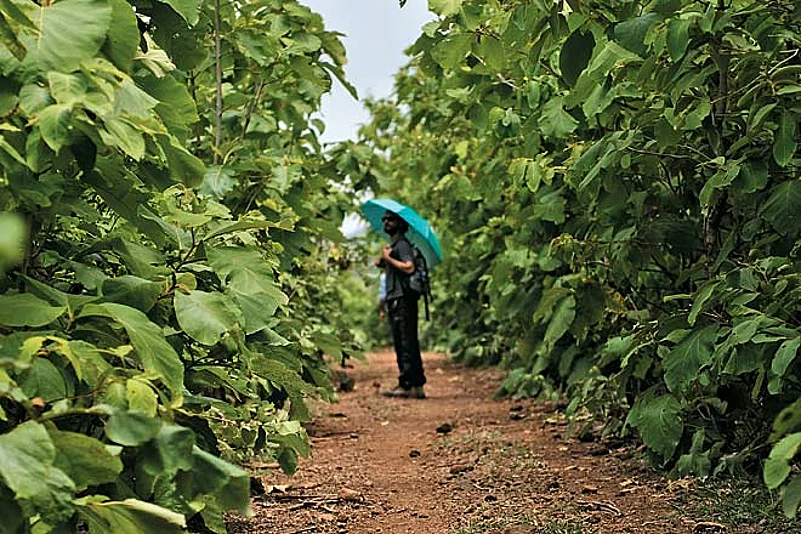 Clouds skittered overhead, driven by the famous Malwa winds (the morning breeze is called the karaman, and the evening wind the shab-e-malwa)
