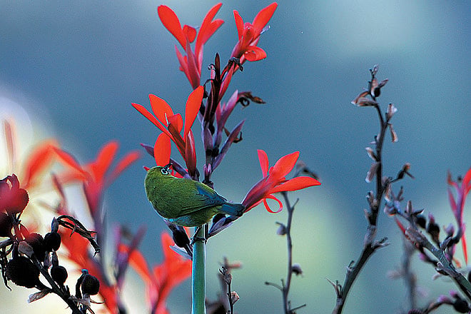 An Indian White Eye