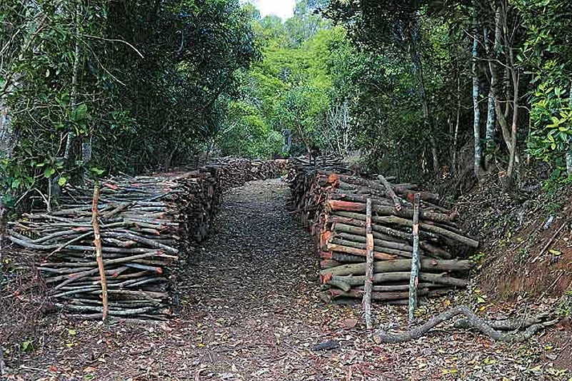 Walk through forests