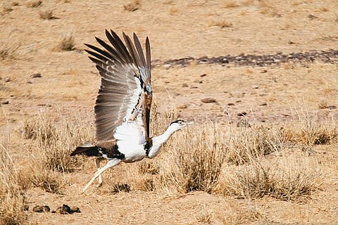 The Great Indian Bustard is critically endangered