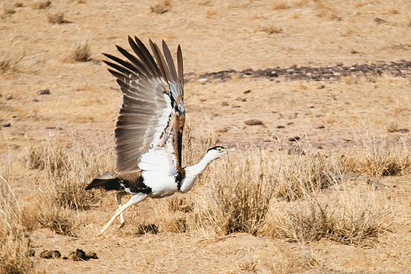The Great Indian Bustard is critically endangered