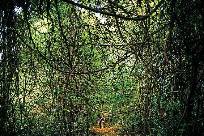 Trekking through the Koyna Wildlife Sanctuary