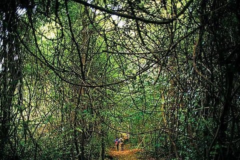 Trekking through the Koyna Wildlife Sanctuary