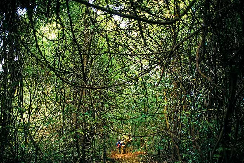 Trekking through the Koyna Wildlife Sanctuary