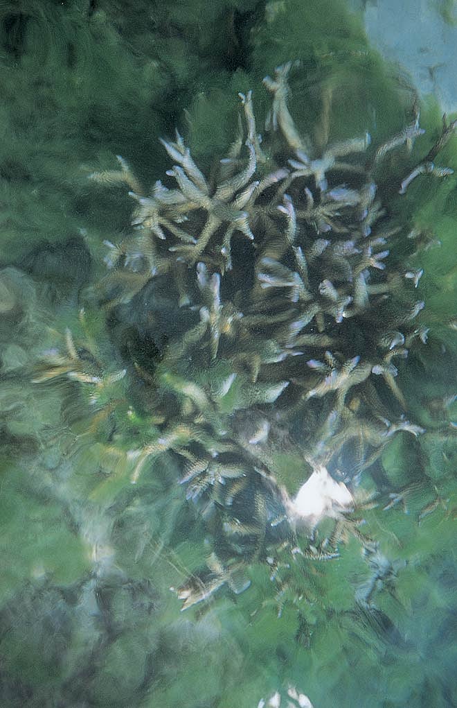 Surrounding the islands is the coral that the sea puts together