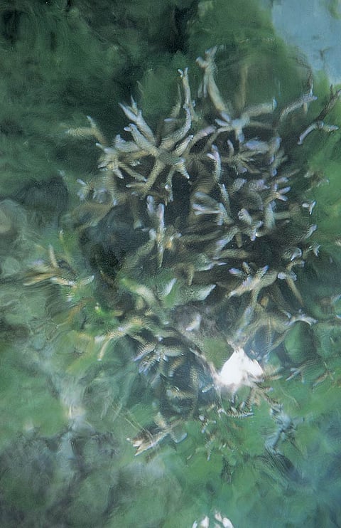 Surrounding the islands is the coral that the sea puts together