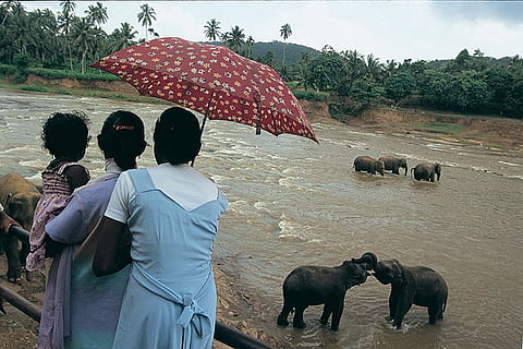Pinnawala Orphanage for pachyderms