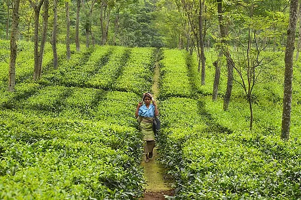 A tea estate worker on her way to work in Darjeeling
