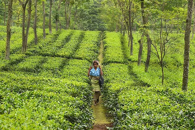 The rains across North Bengal has unleashed a wave of destruction in the tea-growing regions of the Darjeeling hills