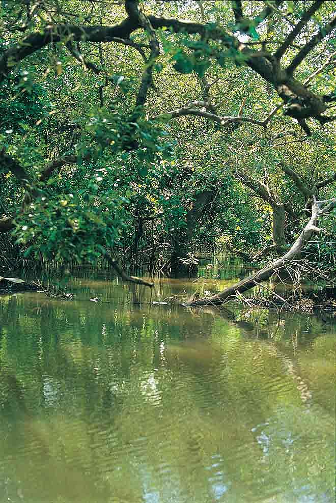 A mangrove-lined river
