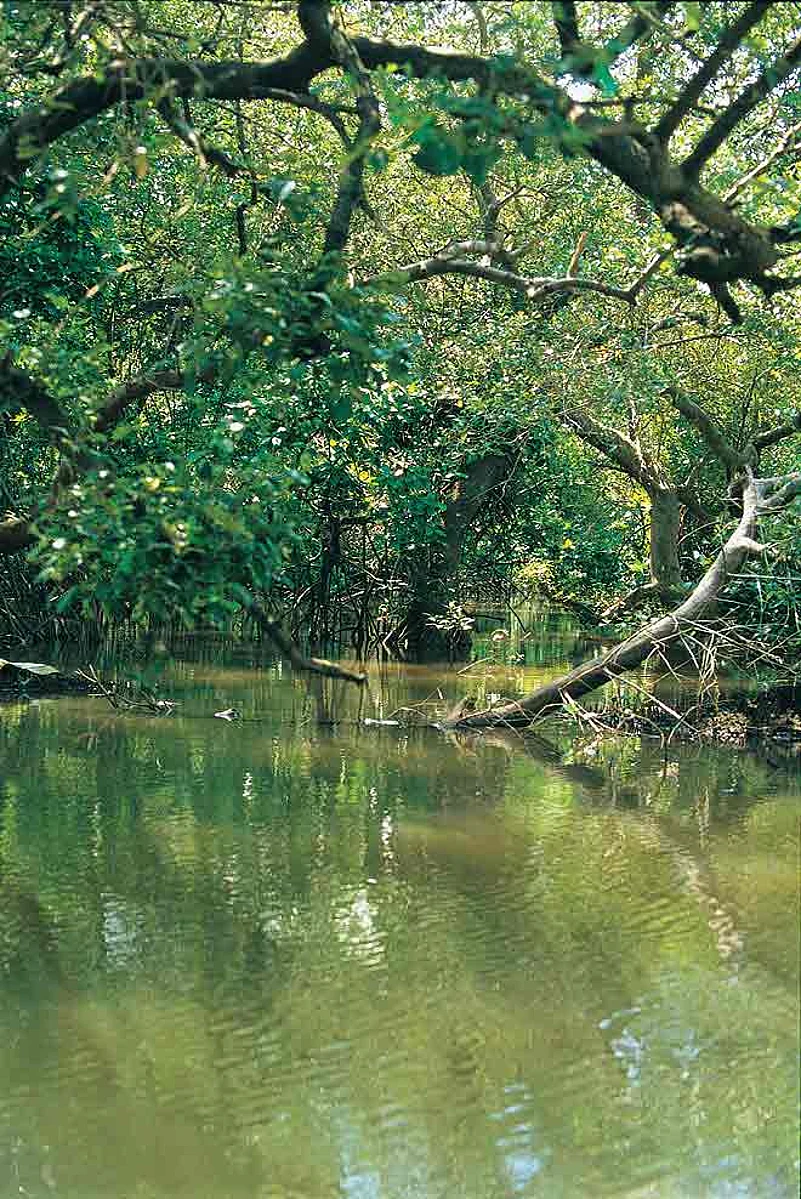 A mangrove-lined river