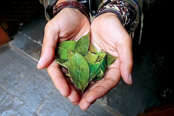 Reading Coca leaves is an important ritual
