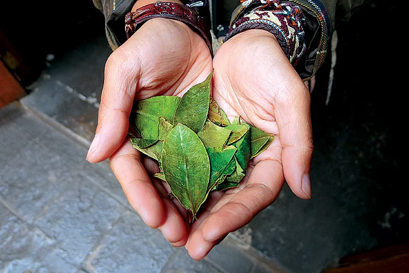 Reading Coca leaves is an important ritual