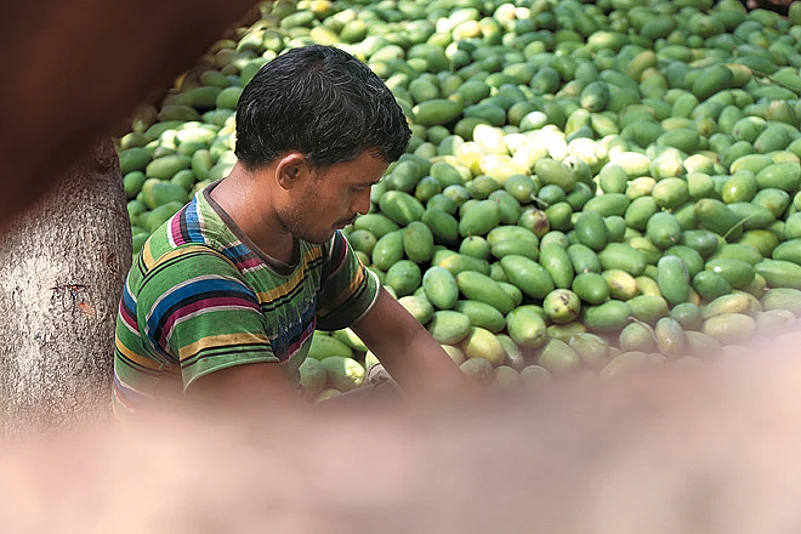 The mango belt of Malihabad in UP is famous