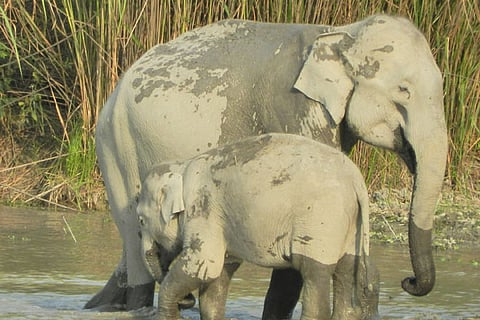 An elephant mother with her calf