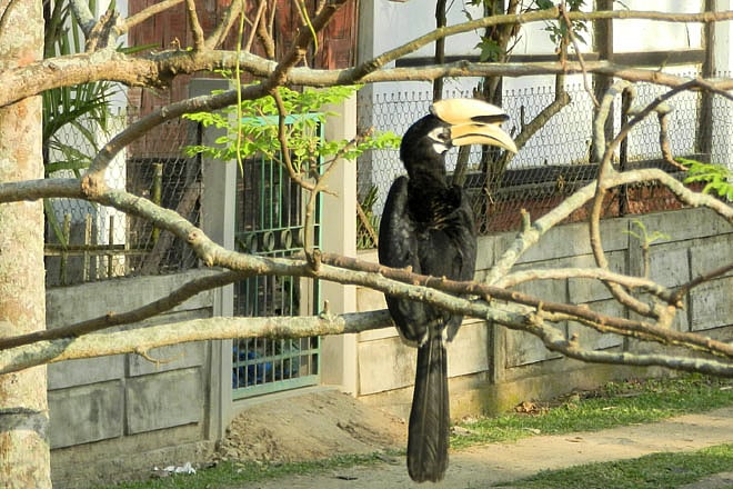 An Oriental Pied Hornbill 