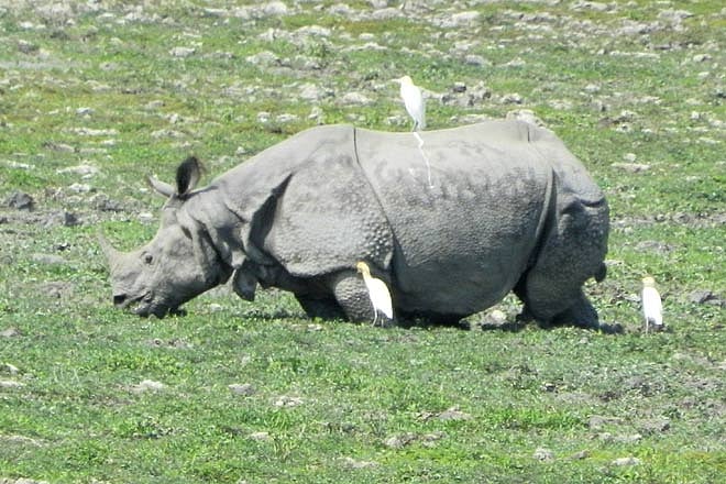 A one horned rhino in its habitat
