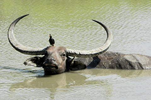 A Wild Water buffalo in the water
