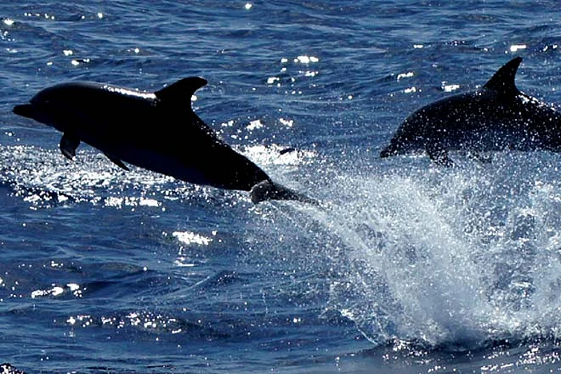 Keeping Negombo as your base, spend the day whale-watching and exploring the largest coral reefs in Sri Lanka