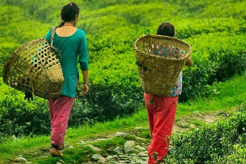 Tea workers call it a day