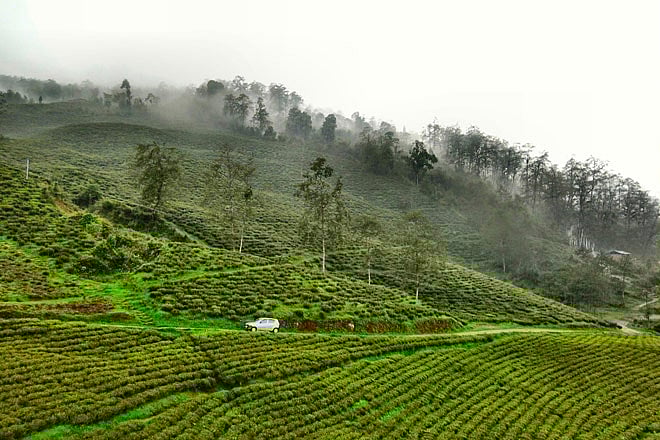 The road leading to Tarku through tea estates