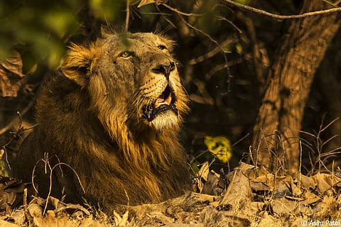 Gir is probably the only place in India where you can still find the Asiatic lion