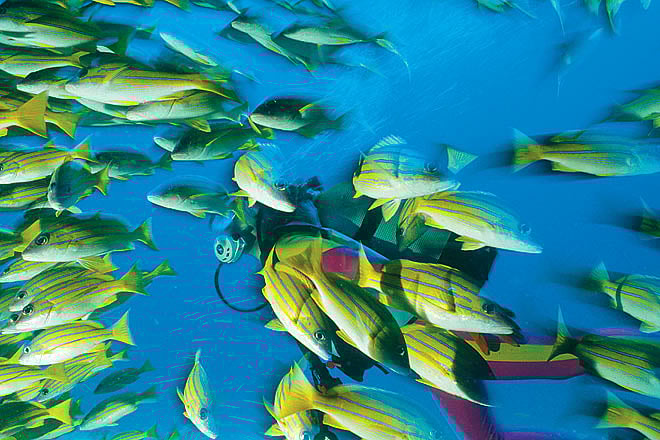 Unbelievable marine life awaits you at Similans