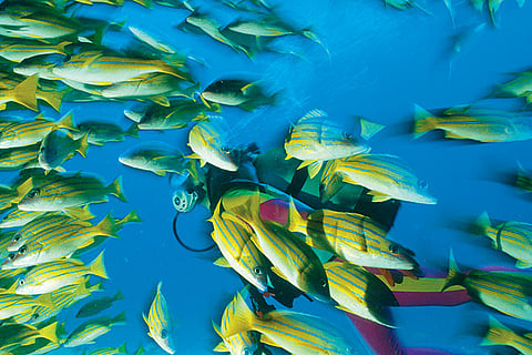 Unbelievable marine life awaits you at Similans