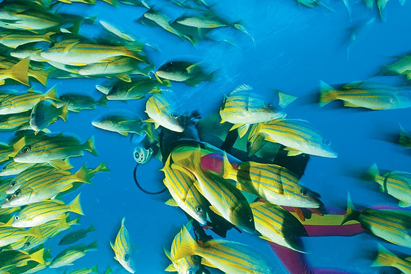 Unbelievable marine life awaits you at Similans