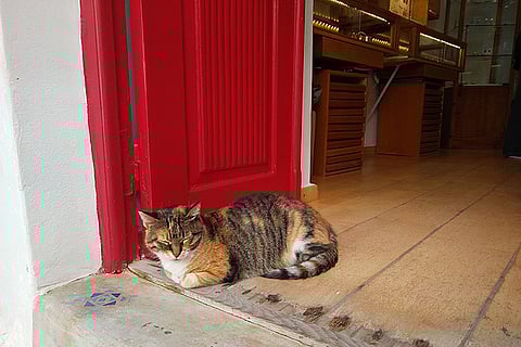 Even the strays are friendly