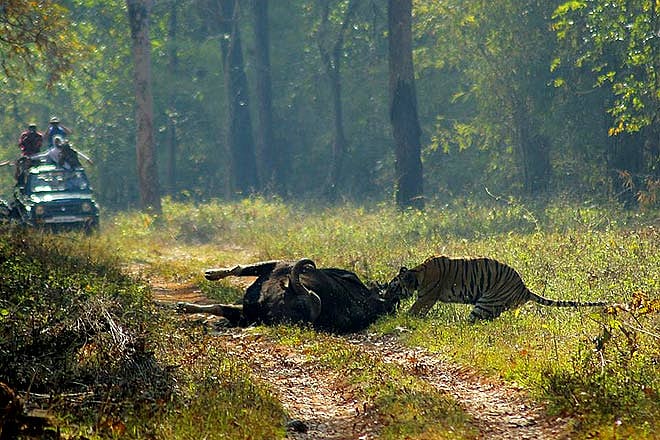 A tigress dragging the 800 kg gaurs carcass