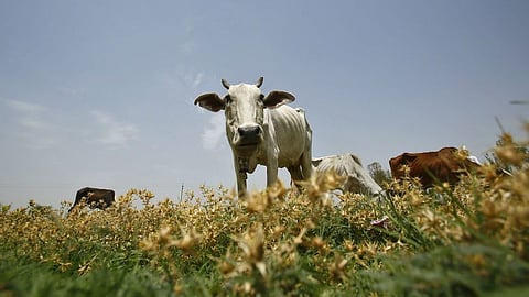 Assam: তিনসুকিয়ায় গোরুচোর সন্দেহে ১ যুবককে পিটিয়ে হত্যা, আটক ১২ 