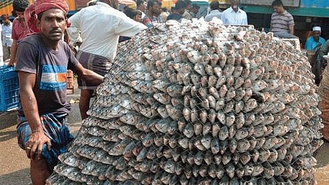 বাংলাদেশ থেকে ইলিশ আসছে ভারতে