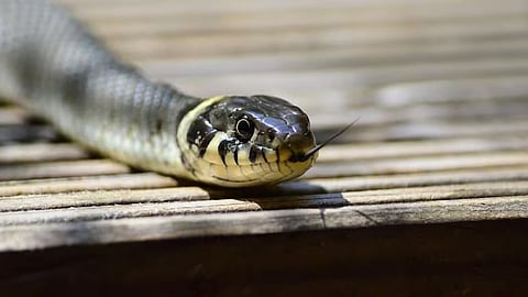 Kanpur: পণ না মেলায় বধূকে ঘরে আটকে বিষধর সাপ ছেড়ে দিলেন স্বামী-সহ শ্বশুরবাড়ির লোকেরা! দায়ের মামলা