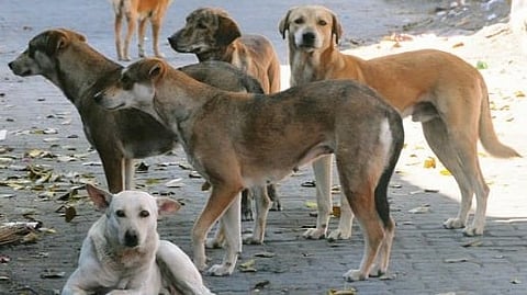 ছবি প্রতীকী