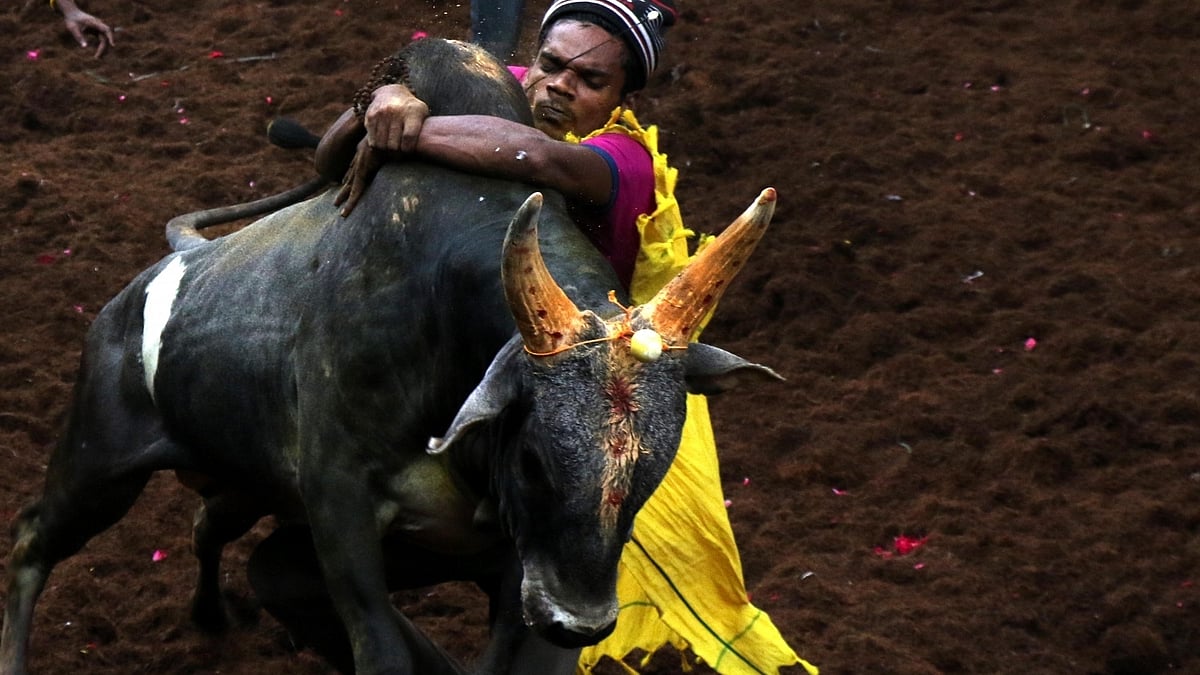 ಜಲ್ಲಿಕಟ್ಟುಗೆ ಸುಪ್ರೀಂ ಕೋರ್ಟ್ ಅನುಮತಿ