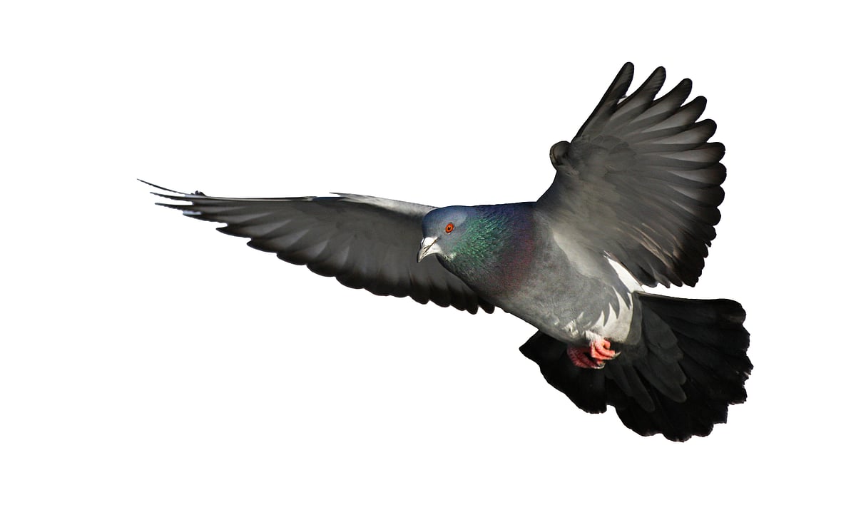 ಹವಾಮಾನ ಬದಲಾವಣೆ: ದೊಡ್ಡಗಾತ್ರದ ಪಕ್ಷಿಗಳ ಮೇಲೆ ಅಡ್ಡ ಪರಿಣಾಮ 