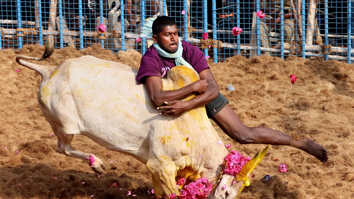 ಜಲ್ಲಿಕಟ್ಟು ತೀರ್ಪು | ನ್ಯಾಯಪೀಠ ಹೇಳಿದ್ದೇನು? 