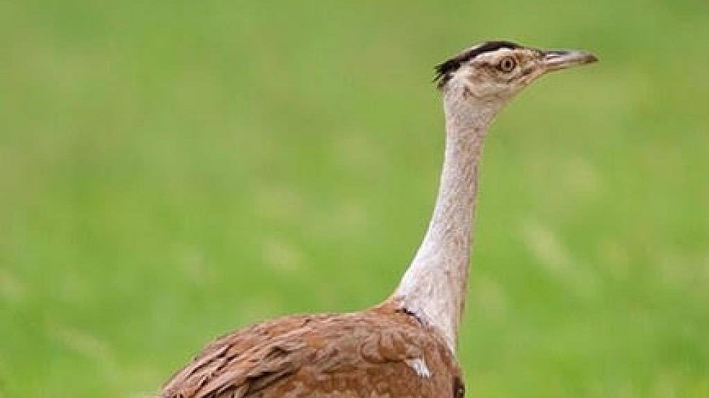 ಗ್ರೇಟ್‌ ಇಂಡಿಯನ್‌ ಬಸ್ಟರ್ಡ್‌ ರಕ್ಷಣೆಗೆ ₹ 25 ಕೋಟಿ ಯೋಜನೆ