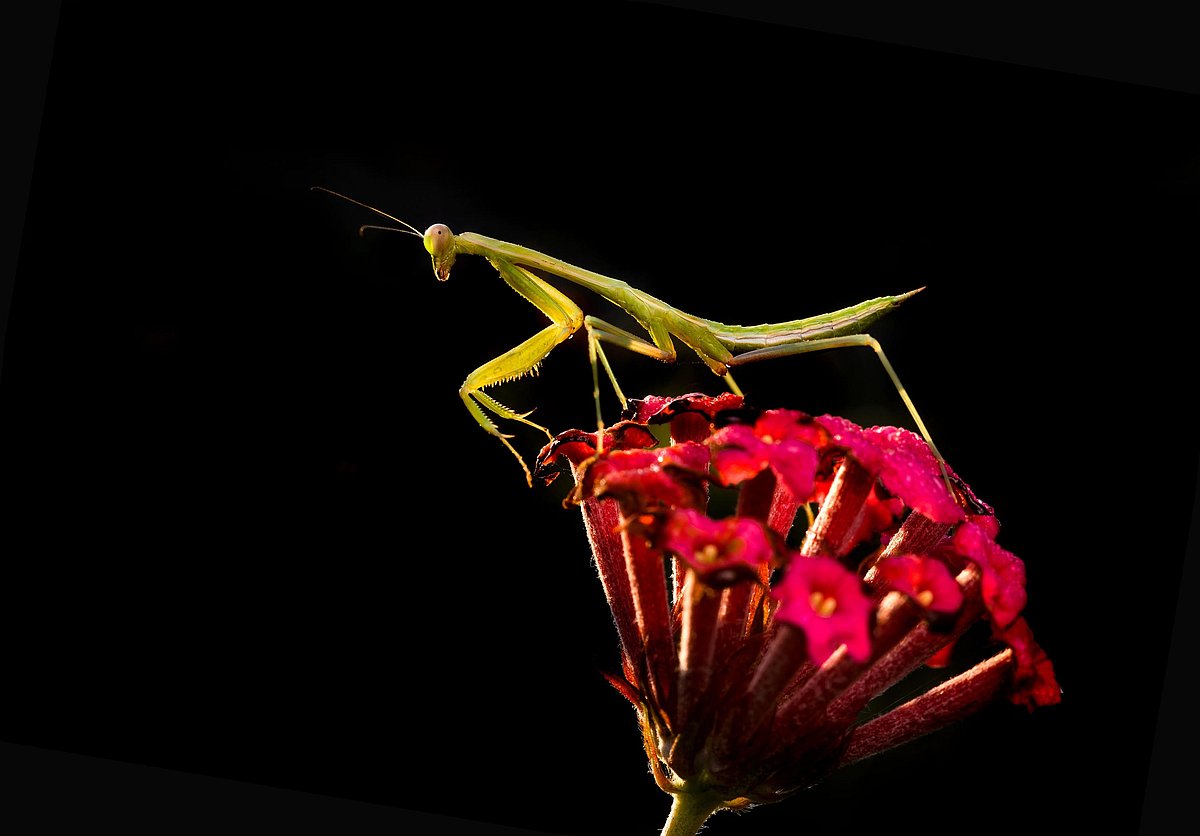 ವಾಯುಮಾಲಿನ್ಯ: ಕೀಟಗಳನ್ನು ಉಳಿಸಿ!